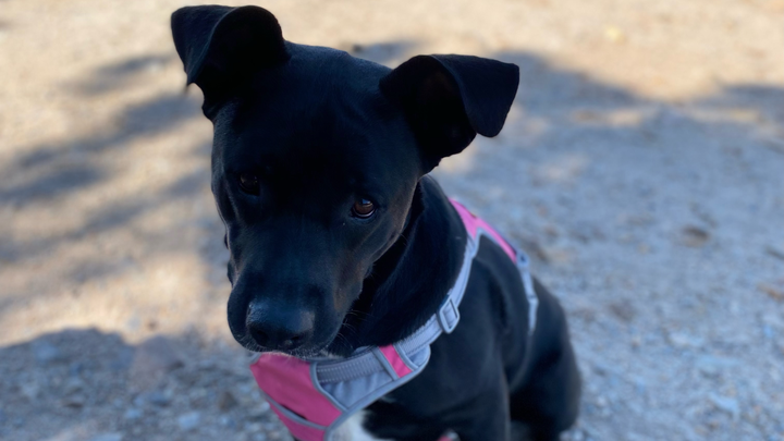 Help Luna Get the Medical Care She Needs campaign photo, 1 of 4
