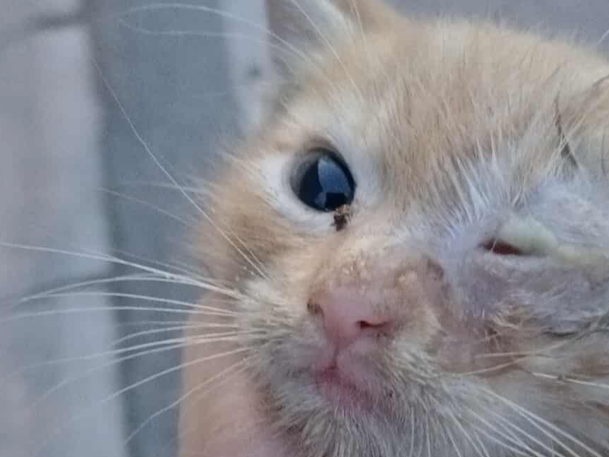 KINGAR CAT BOCCONCINI IN GELATINA 12 BUSTE DA 100 GRAMMI MIX DI PESCE: 3  PESCE BIANCO, 3 TROTA, 3 SALMONE, 3 TONNO - Meloni Store, image size:1200x900