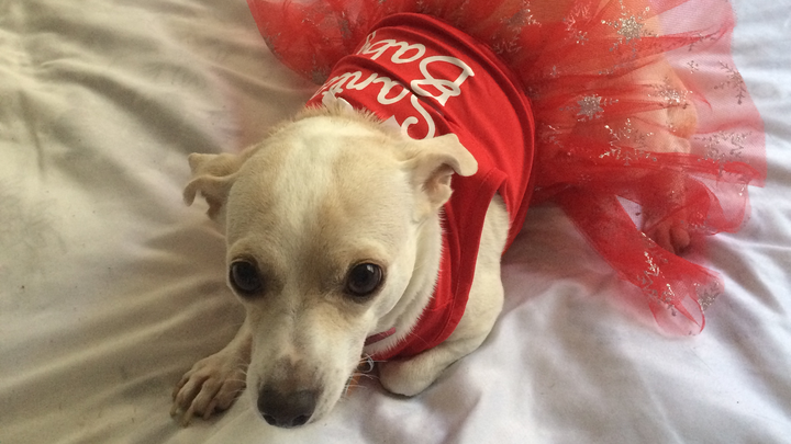 Urgent Vet Care Needed for Bambi campaign photo, 1 of 4