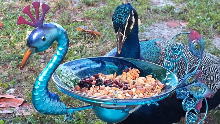 Help Save Prosciutto the Peacock campaign photo, 1 of 7