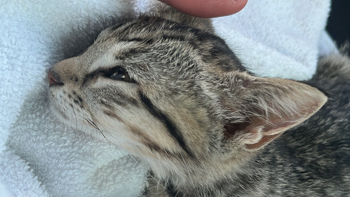 Help Bear Fight FIP: Support Her Recovery campaign photo, 1 of 7