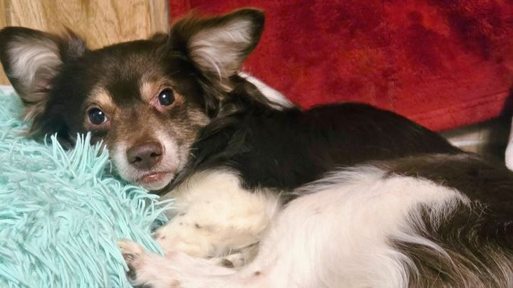 Help Kushie Get Lifesaving Surgery campaign photo, 1 of 8