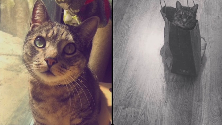 Urgent Support for Teagus’ Final Journey campaign photo, 1 of 8