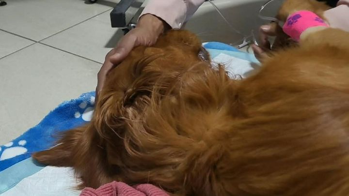 Foto de la recaudación de fondos Help Lu with vet bills after losing Maxxie to cancer, 1 de 4