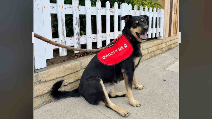 Harriet needs a Forever Family (949) 292-7028 Story- Updates campaign photo, 1 of 3