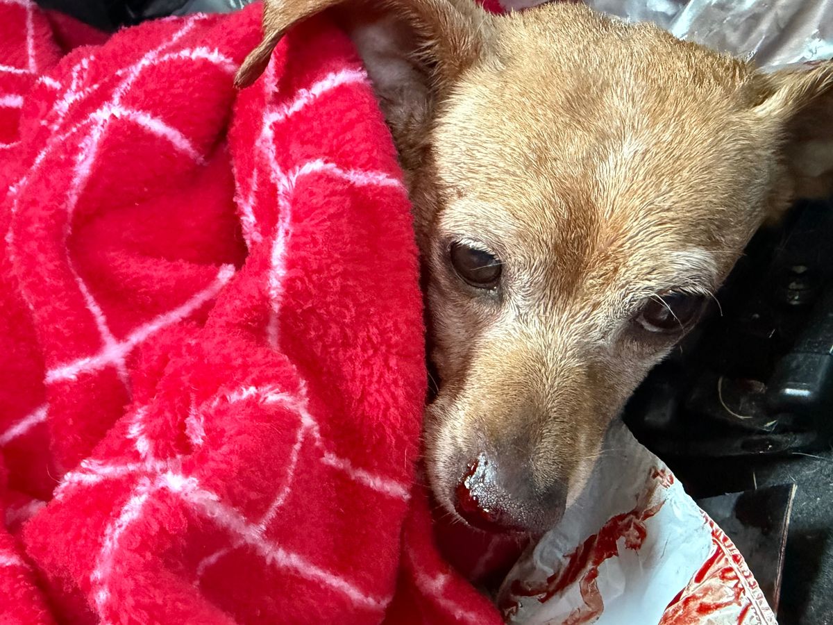 Help Peanut Recover After Being Hit by a Car campaign photo, 1 of 5