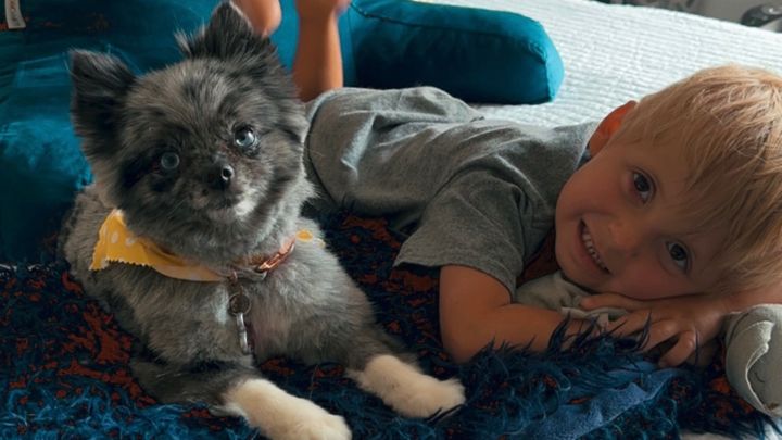 Help Piper Get Emergency Vet Care campaign photo, 1 of 8