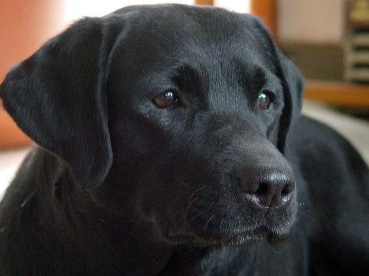 wie viel kostet ein labrador