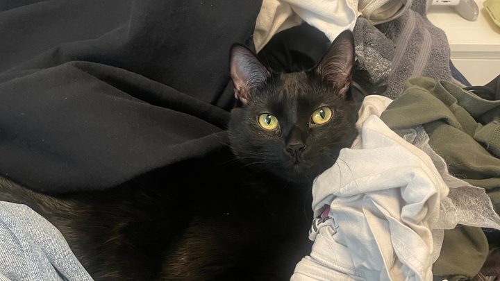 Help My Baby Saylem Get Emergency Vet Care campaign photo, 1 of 8