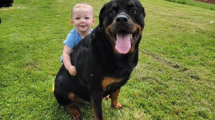 Goliath rottweiler store