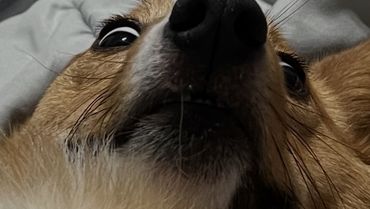 GoFundMe profile picture for @minnow
