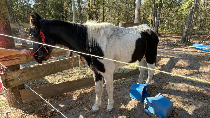 Support Happily Ever Acres' New Rescue Mission campaign photo, 1 of 4