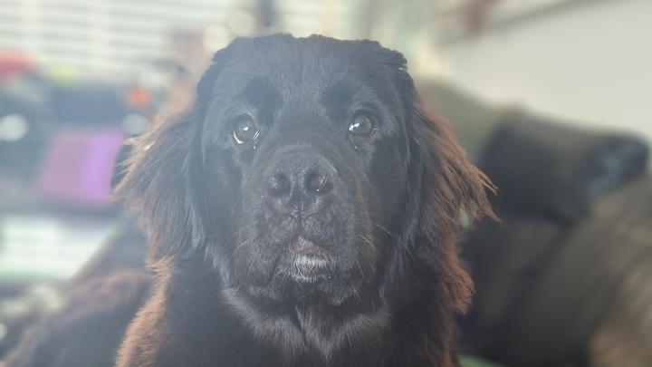 Help Luna campaign photo, 1 of 3
