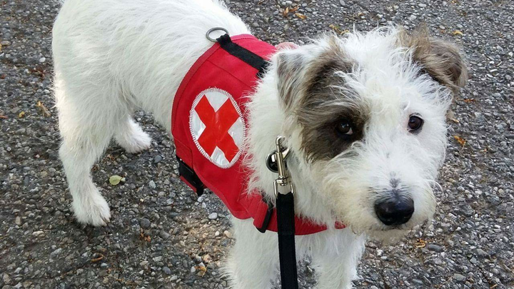 Rettungshund Herr Mütze kämpft gegen Krebs – bitte helft ♥️ campaign photo, 1 of 7