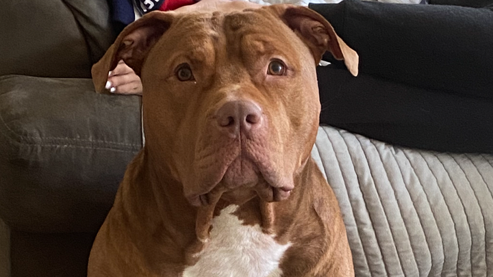 Emergency Funds to Save My Dog’s Life (BIGGIE DENNIS) campaign photo, 1 of 8