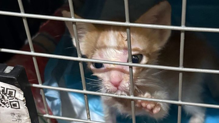 Please help Jaychel with her cats and dogs who are suffering campaign photo, 1 of 8