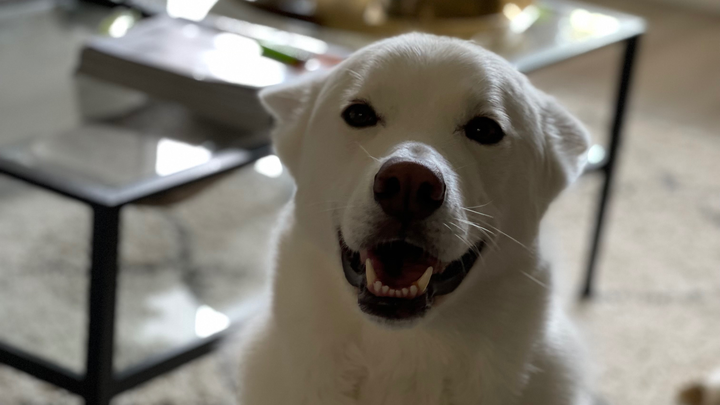 Help Riley Recover After a Rattlesnake Bite campaign photo, 1 of 7
