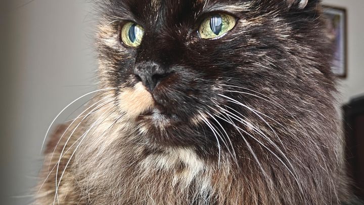 Help Disabled Individual Pay for ESA Veterinary Costs campaign photo, 1 of 7