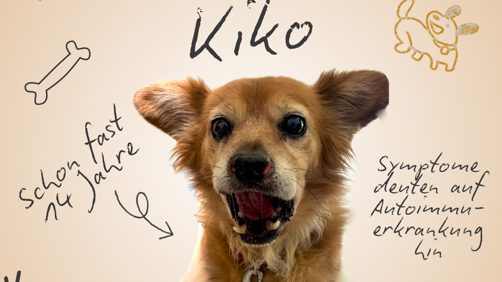 Kampagnen-Foto für Kiko braucht medizinische Hilfe, 1 von 7