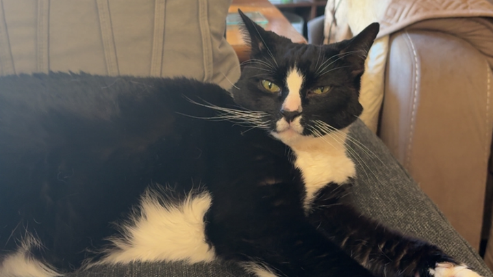 Support Dottie's Urgent Medical Treatment campaign photo, 1 of 6