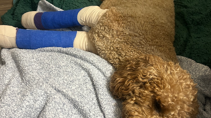 Help Toro Heal: Urgent Surgery Needed campaign photo, 1 of 7
