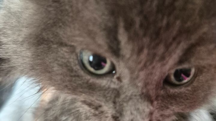 Maxines rescued cats and kittens campaign photo, 1 of 8