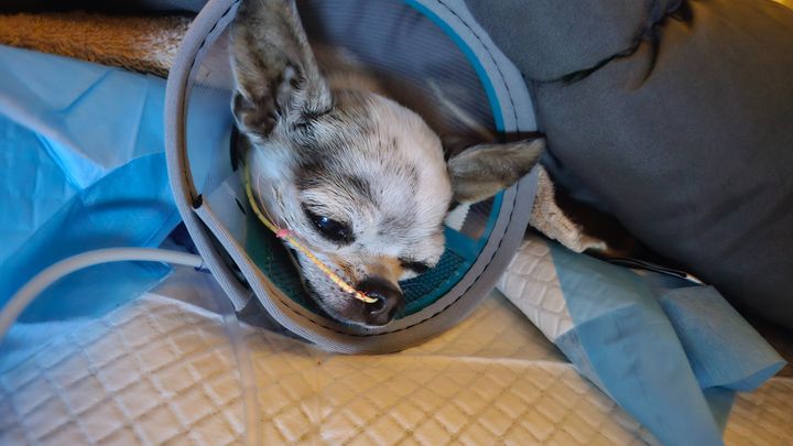 Alleviate Lily's emergency medical debt campaign photo, 1 of 8