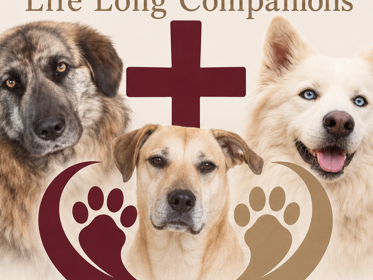 Fundraiser’s main image
