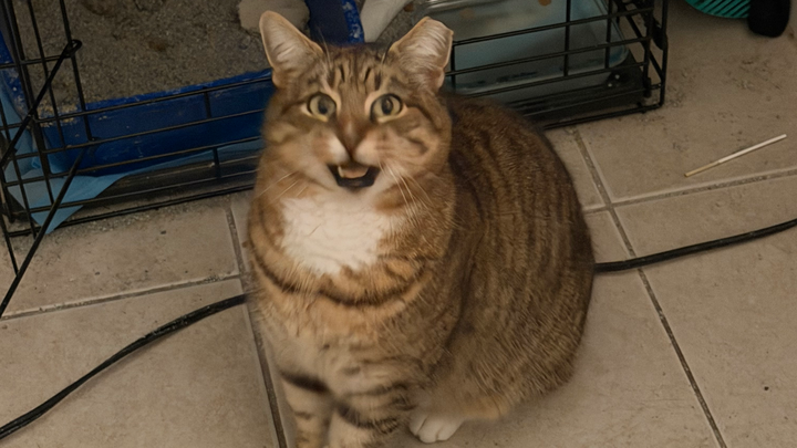 UPDATE- VET FUNDS NEEDED: Help Pumpkin’s broken tail!! campaign photo, 1 of 8