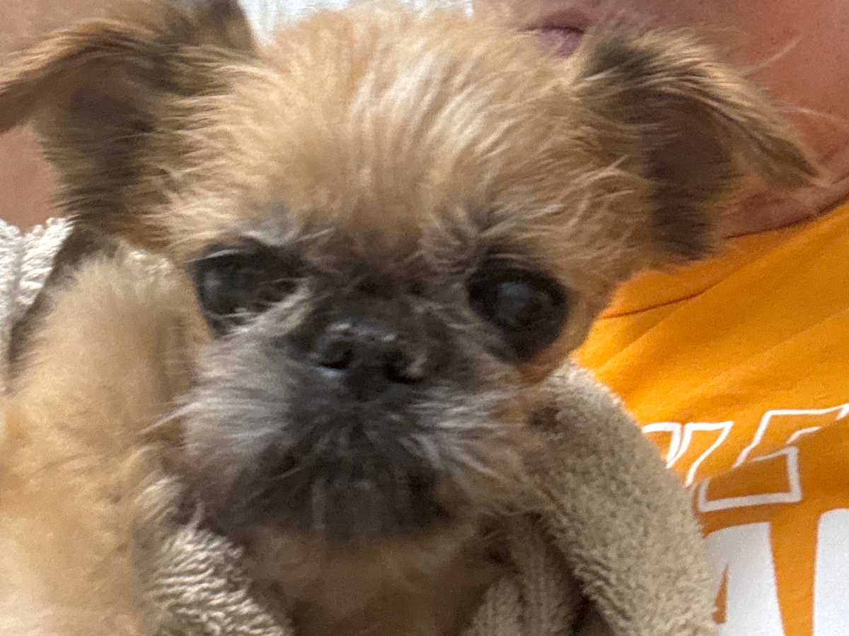 Help for my sweet boy CeeMonkee campaign photo, 1 of 5