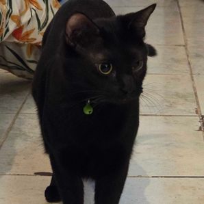 Roxie