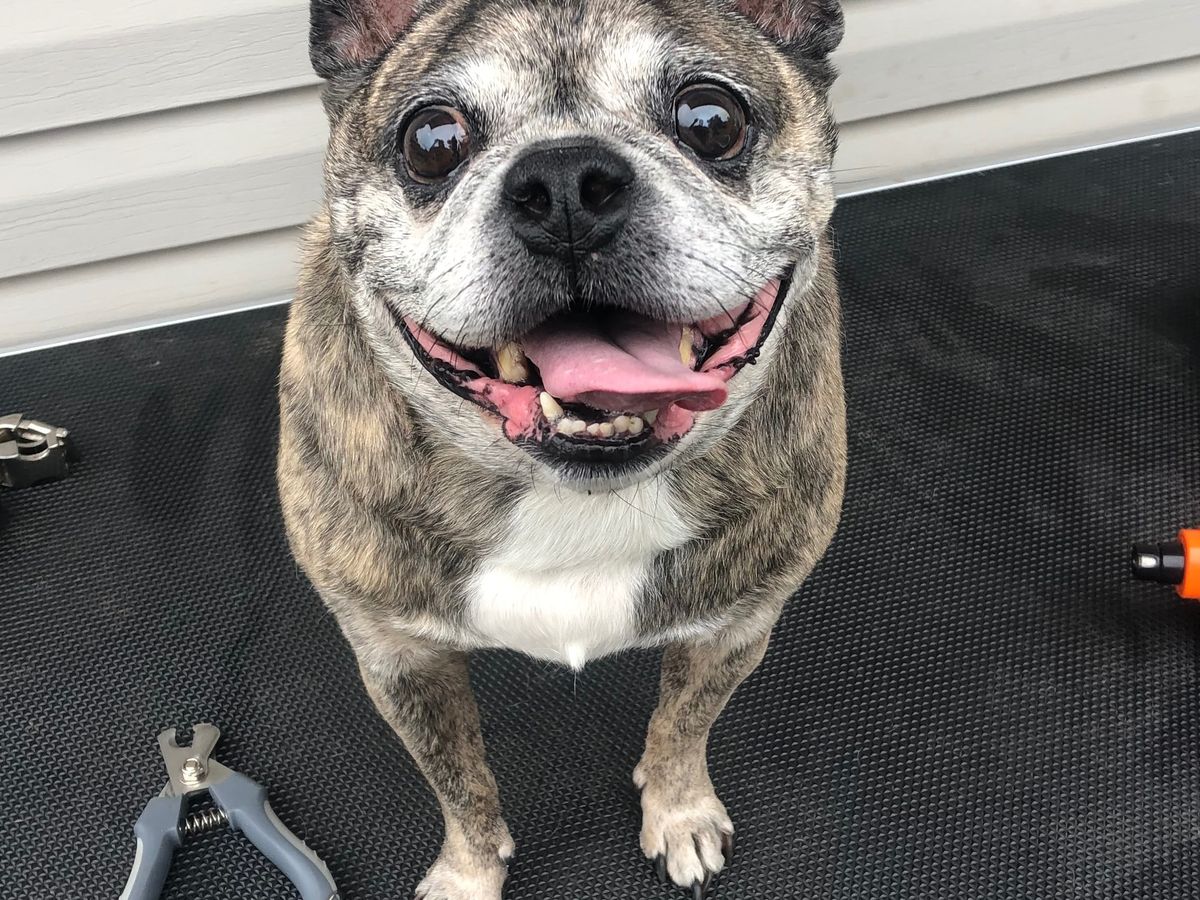 Fundraiser by Tyler Hadler : Support Tyler's Mobile Dog Gym Launch