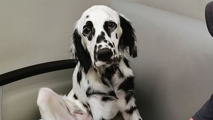 Help Save Louis: Urgent Parvo Treatment campaign photo, 1 of 7