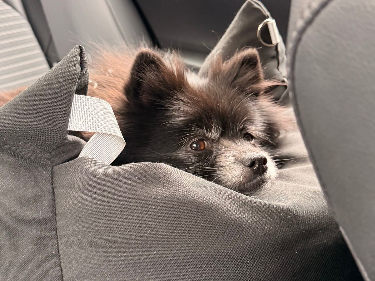 Support Titus's Urgent Surgery Needs campaign photo, 1 of 6