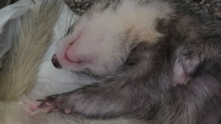 Help My Ferret Sanctuary Through a Medical Crisis campaign photo, 1 of 7