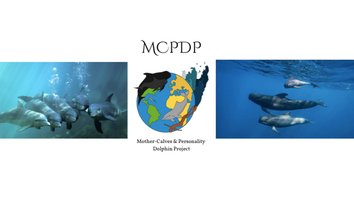 Photo de la campagne MOTHER-CALVES & PERSONALITY PROJECT FOR DOLPHIN CONSERVATION, 1 sur 3