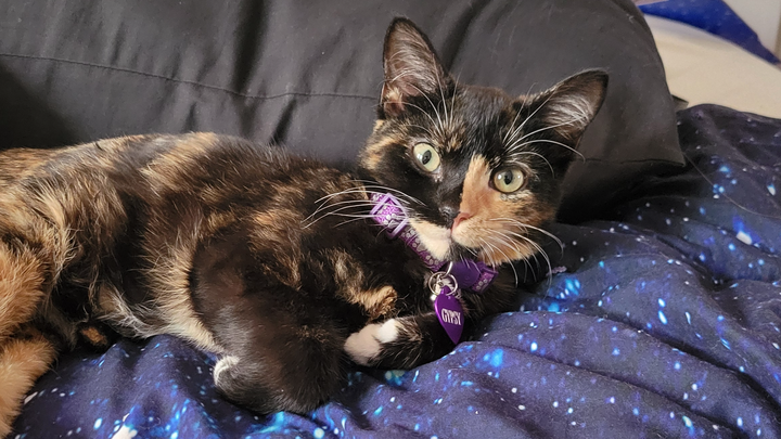 Spoil and Vaccinate Gypsy campaign photo, 1 of 3
