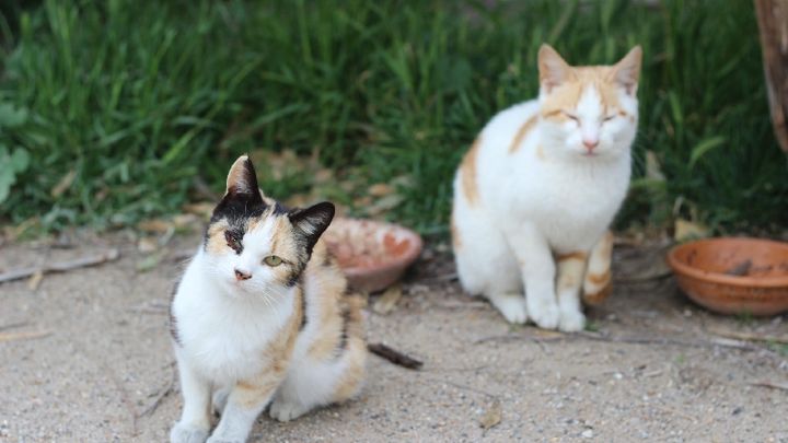 Kampagnen-Foto für Catcouse Project – Hilfe für Straßenkatzen, 1 von 8