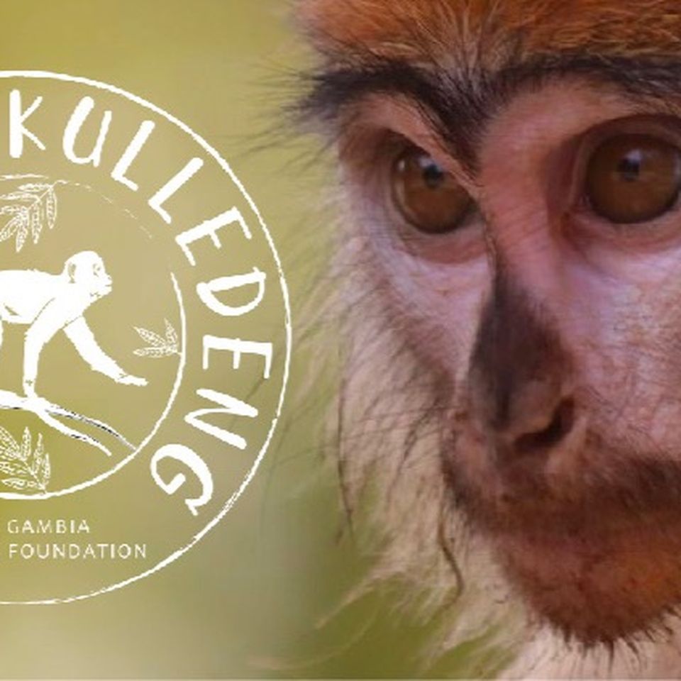 Help us to save the wildlife of The Gambia