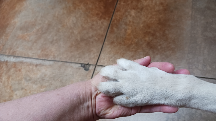 Help Laurie Ann's Animal Orphanage Save Lives campaign photo, 1 of 8