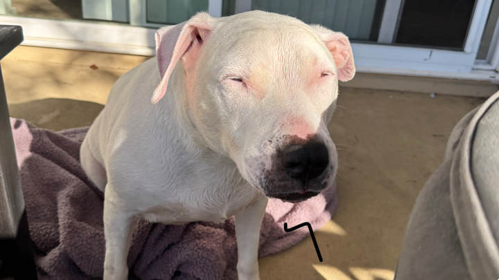 Support Bella's Recovery from Ear Hematoma campaign photo, 1 of 5