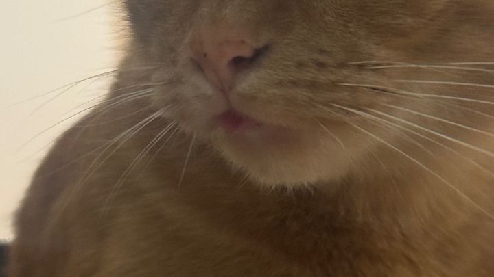 Help Goose Heal: Support for Vet Bills campaign photo, 1 of 5