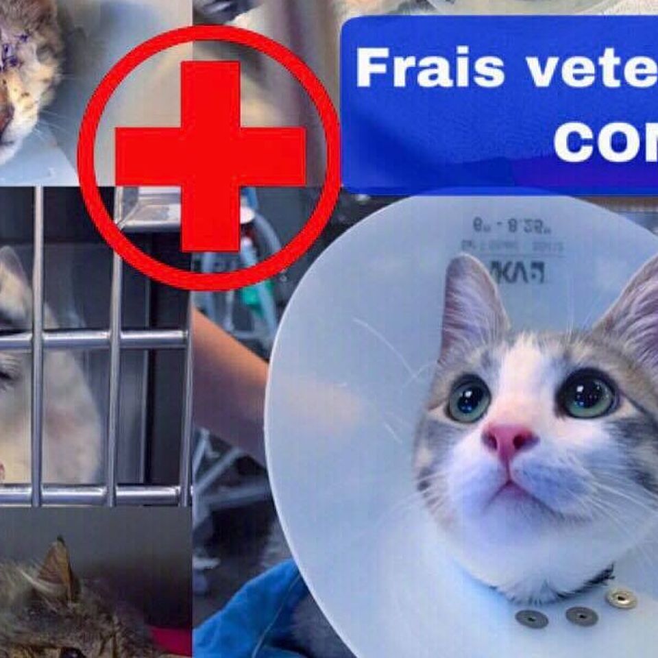 Fundraiser By Celine Crom Soins Veterinaires Minets De Com