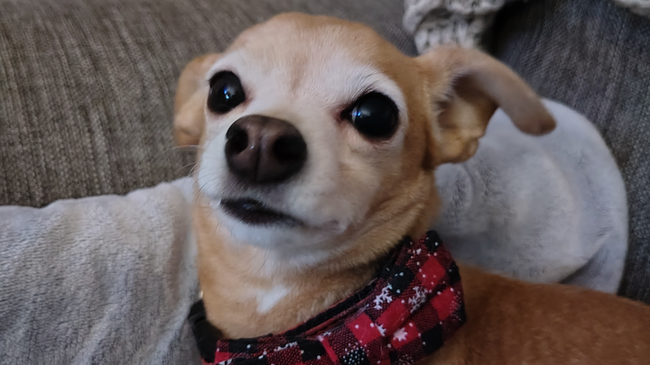 Urgent Vet Care Required Please help Lily campaign photo, 1 of 7