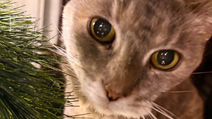 Help Honor Asia: My Childhood Cat’s Final Goodbye campaign photo, 1 of 8