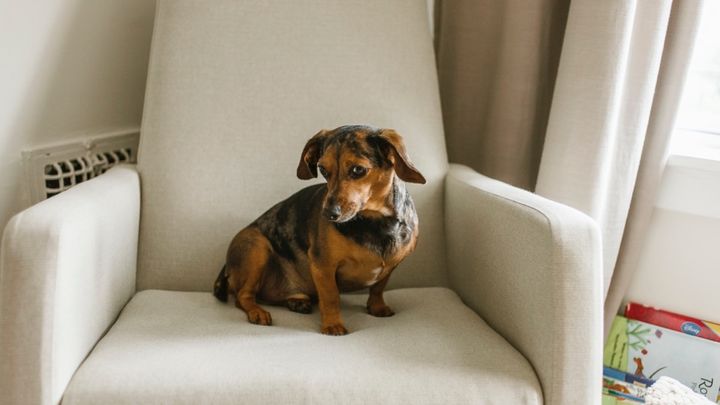 Help Frankie Walk Again! campaign photo, 1 of 2