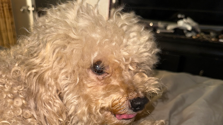Support Buttercup's Journey to Health campaign photo, 1 of 3