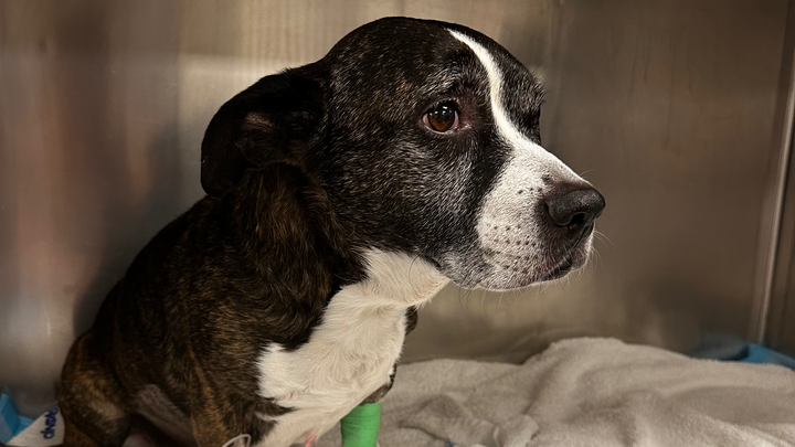 Bring Rogue Home: Donate for Her Care campaign photo, 1 of 7