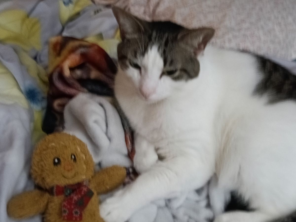 Mousey Fundraiser by Lynn Barry : Help Mousey Girl Get Urgent Vet Care