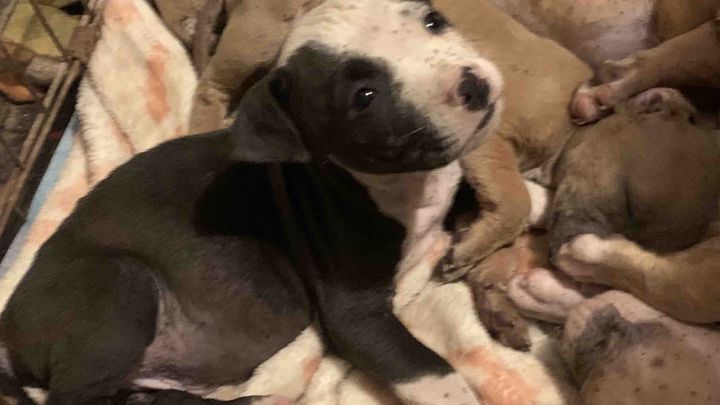 Give Hope to a Neglected Mom and Her 8 Little Ones campaign photo, 1 of 5